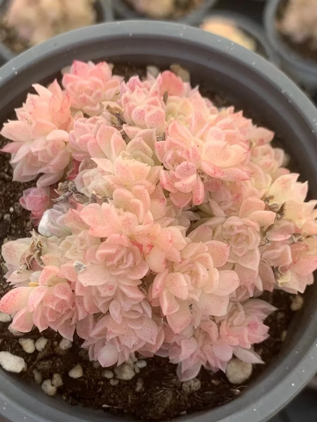 503.Echeveria  Edulier.  cluster 3-5cm / Echeveria/ Succulent plants / Garden landscape / Carefully select healthy plants