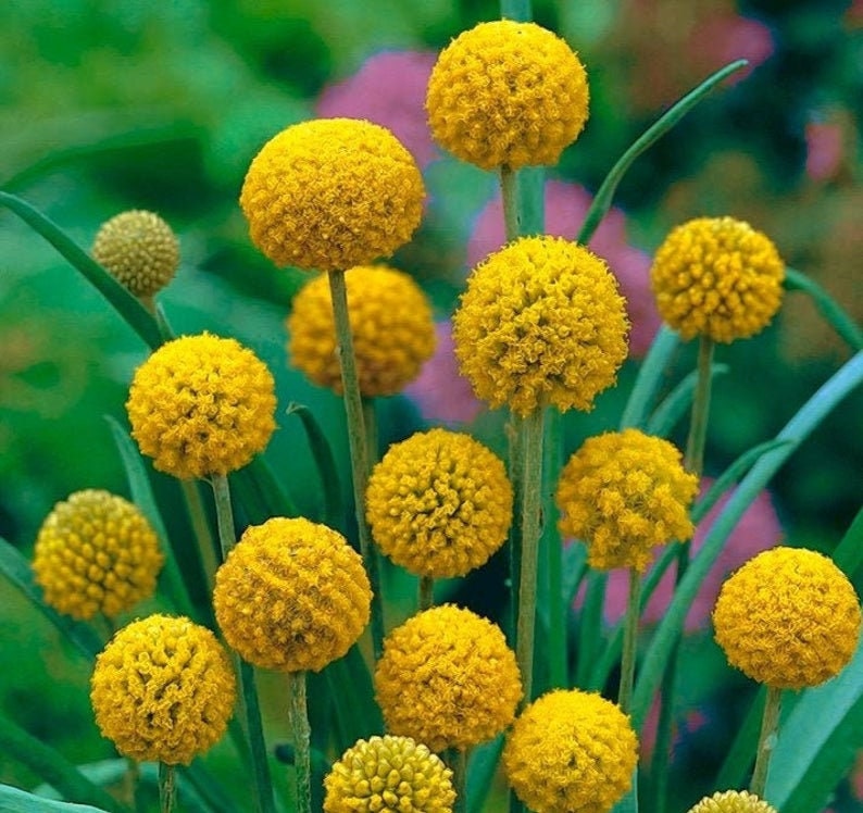 Craspedia flower Jonyparkseed®