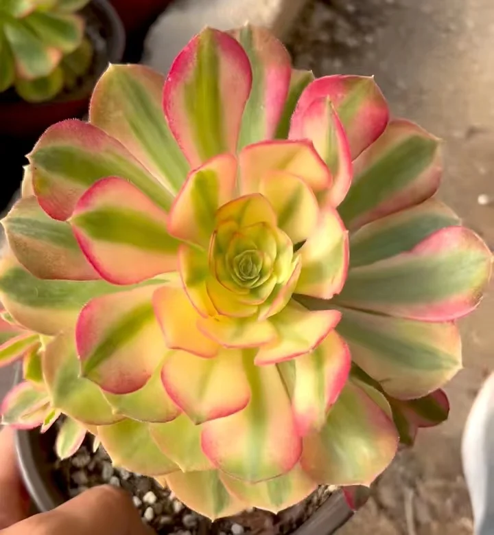 72.  litchi single head and cutting/ Aeonium plants / Garden landscape / Carefully select healthy plants