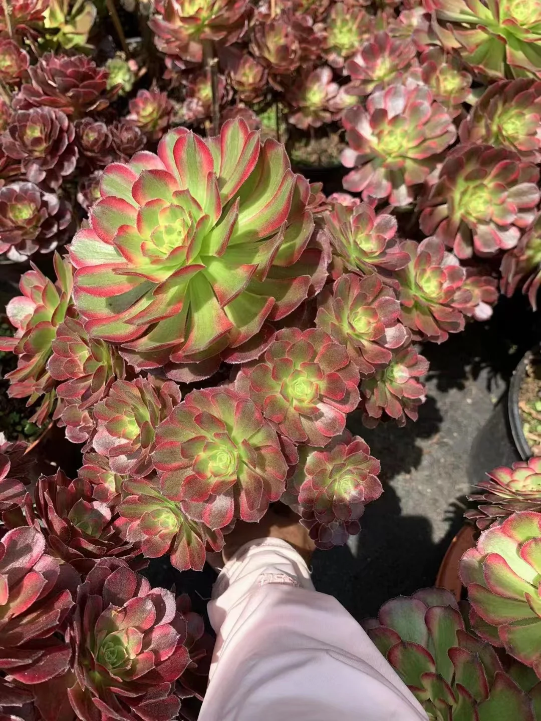 plant Aeonium Echeveria Haworthia  Caudex  Lithops Cactus  Agave 