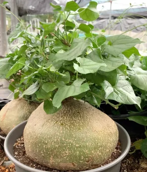 plant Aeonium Echeveria Haworthia  Caudex  Lithops Cactus  Agave 