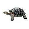 2024 Simulation turtle series Galapagos tortoise tortoise model