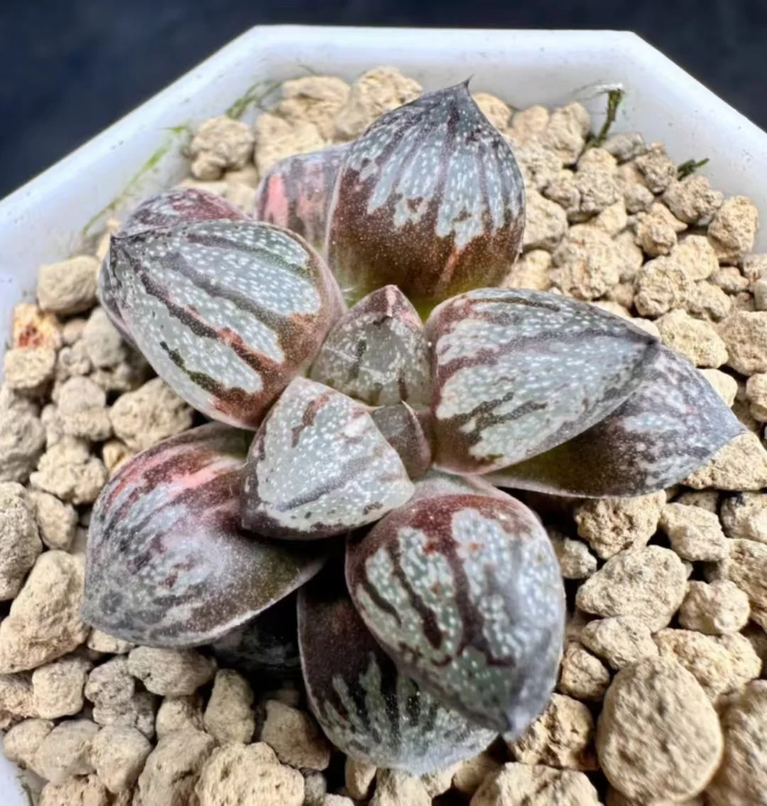 onestock.Haworthia wimii silver kiwi var 3.9cm/ Haworthia/ Succulent plants / Garden landscape / Carefully select healthy plants