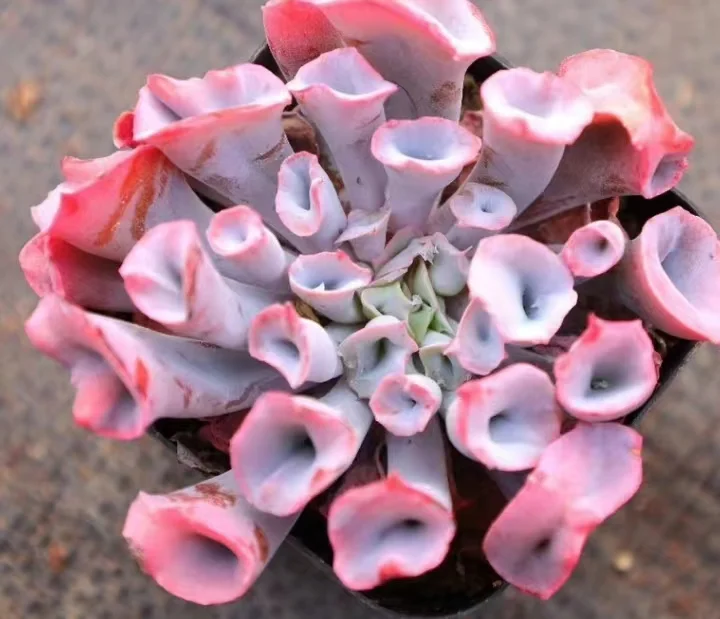 plant Aeonium Echeveria Haworthia  Caudex  Lithops Cactus  Agave 