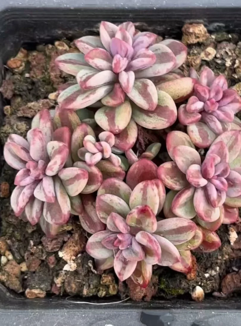 plant Aeonium Echeveria Haworthia  Caudex  Lithops Cactus  Agave 