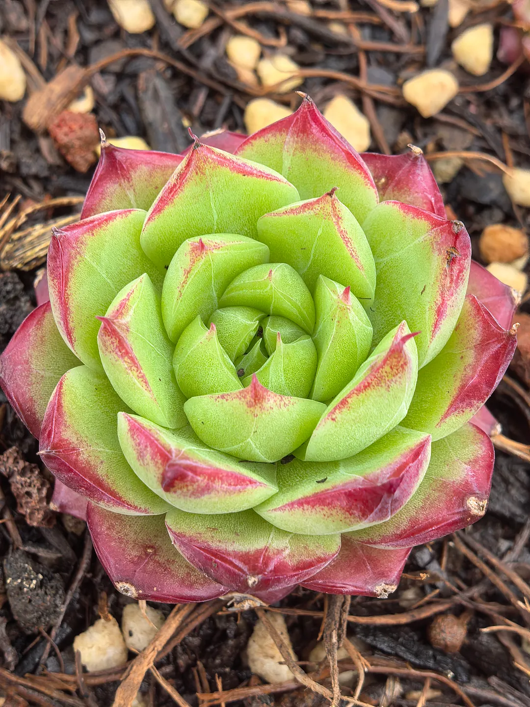 plant Aeonium Echeveria Haworthia  Caudex  Lithops Cactus  Agave 