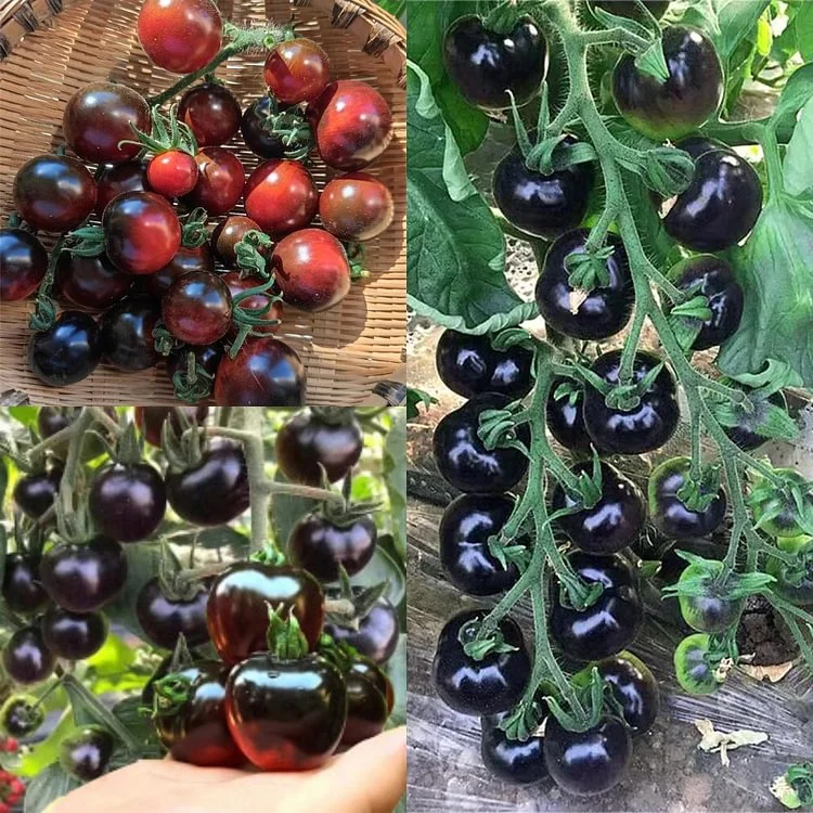 Sugar Bomb Black Gemstone Tomato