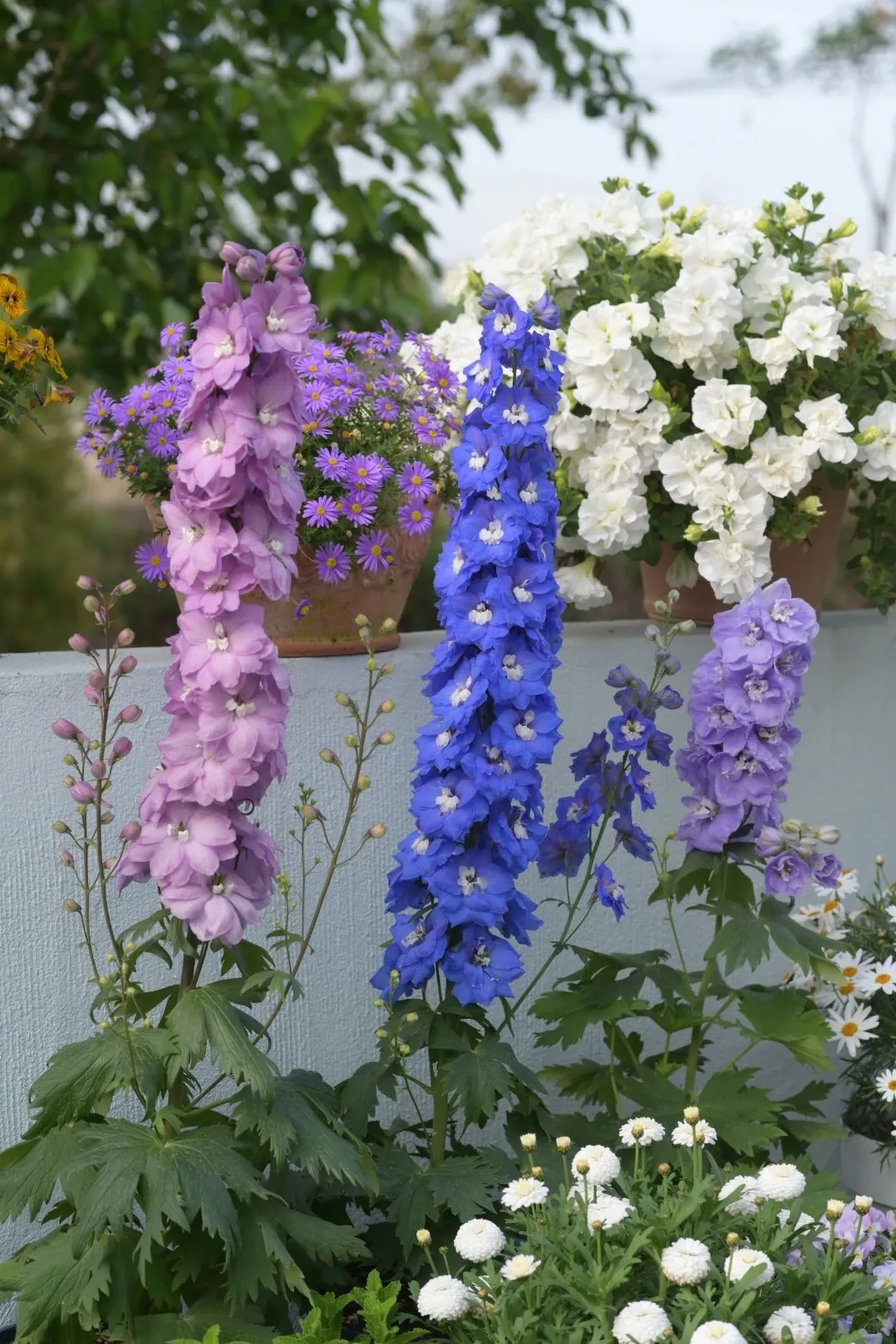 Delphinium Seeds-Mixed 7 Colors