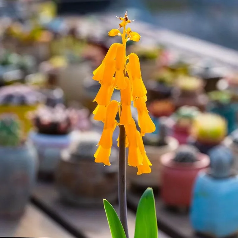 plant Aeonium Echeveria Haworthia  Caudex  Lithops Cactus  Agave 