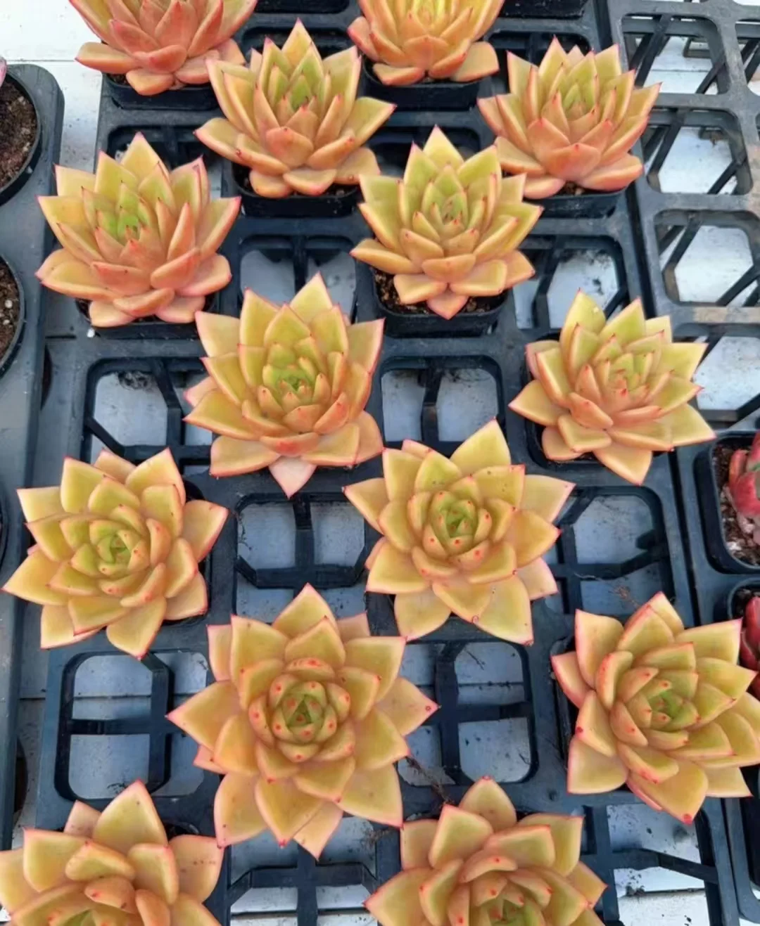 plant Aeonium Echeveria Haworthia  Caudex  Lithops Cactus  Agave 