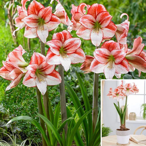 Table Dance Amaryllis