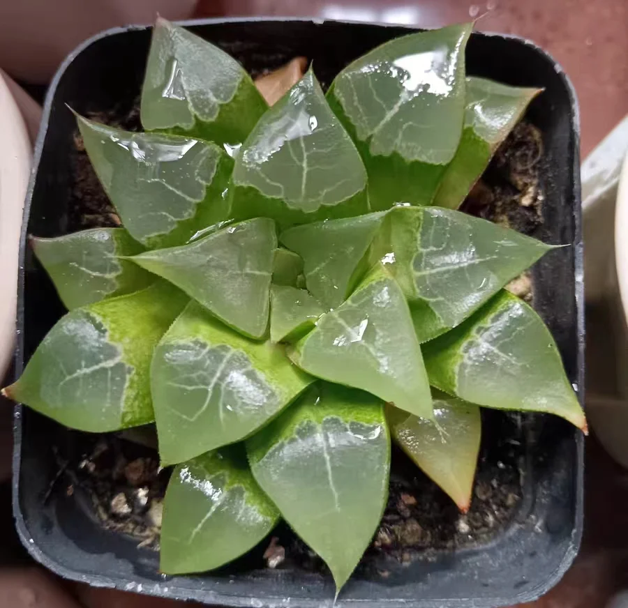 bjbm53.Haworthia bayeriJ.D.Venter & S.A.Hammer 5-6cm / Haworthia/ Succulent plants / Garden landscape / Carefully select healthy plants