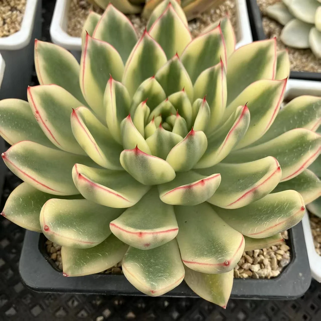 plant Aeonium Echeveria Haworthia  Caudex  Lithops Cactus  Agave 