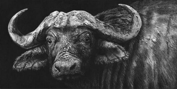 

Black And White Buffalo – Paint By Numbers - 40*50CM, 501 Original