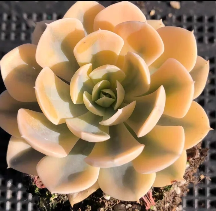 243. Echeveria runyonii Rose ex Walther single head and cluster/ Echeveria / Succulent plants / Garden landscape / Carefully select healthy plants