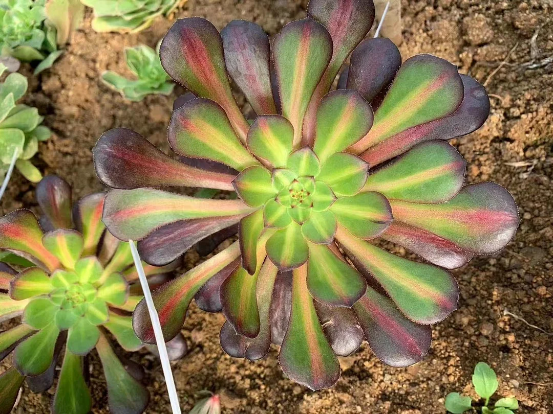 plant Aeonium Echeveria Haworthia  Caudex  Lithops Cactus  Agave 