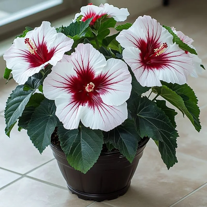 Hibiscus Bi-Color Plants - Snowfire