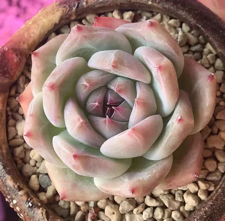710.   white pull sugar single  head  5-6cm  / Echeveria / Succulent plants / Garden landscape / Carefully select healthy plants