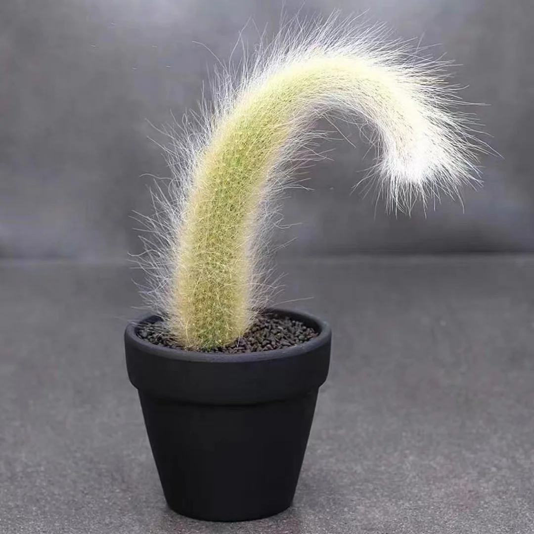 plant Aeonium Echeveria Haworthia  Caudex  Lithops Cactus  Agave 