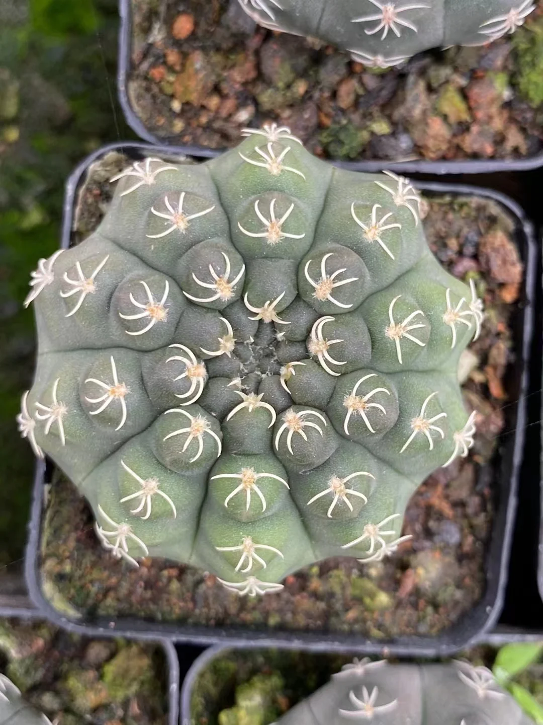 plant Aeonium Echeveria Haworthia  Caudex  Lithops Cactus  Agave 