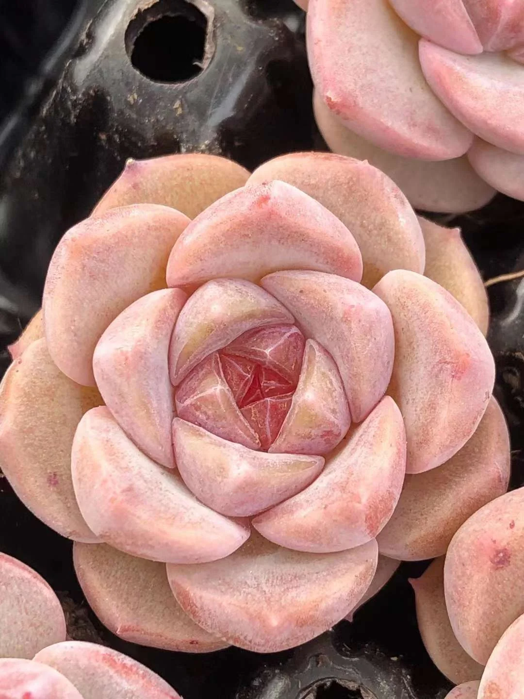 plant Aeonium Echeveria Haworthia  Caudex  Lithops Cactus  Agave 