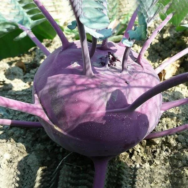 Purple Kohlrabi Seeds
