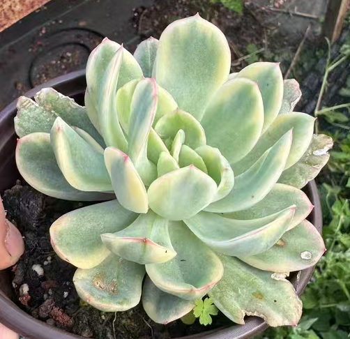 plant Aeonium Echeveria Haworthia  Caudex  Lithops Cactus  Agave 