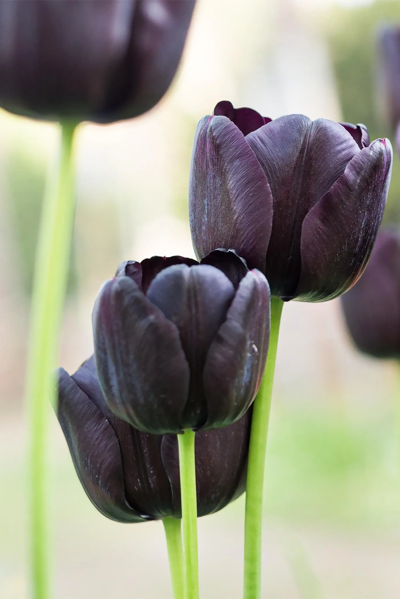 Queen of the Night Tulip Seeds