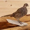 Real Taxidermy Pheasant Filler Specimen Teaching/Decoration