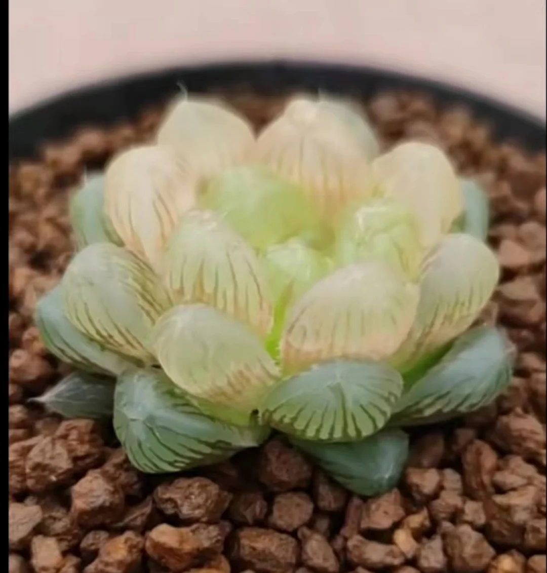 plant Aeonium Echeveria Haworthia  Caudex  Lithops Cactus  Agave 