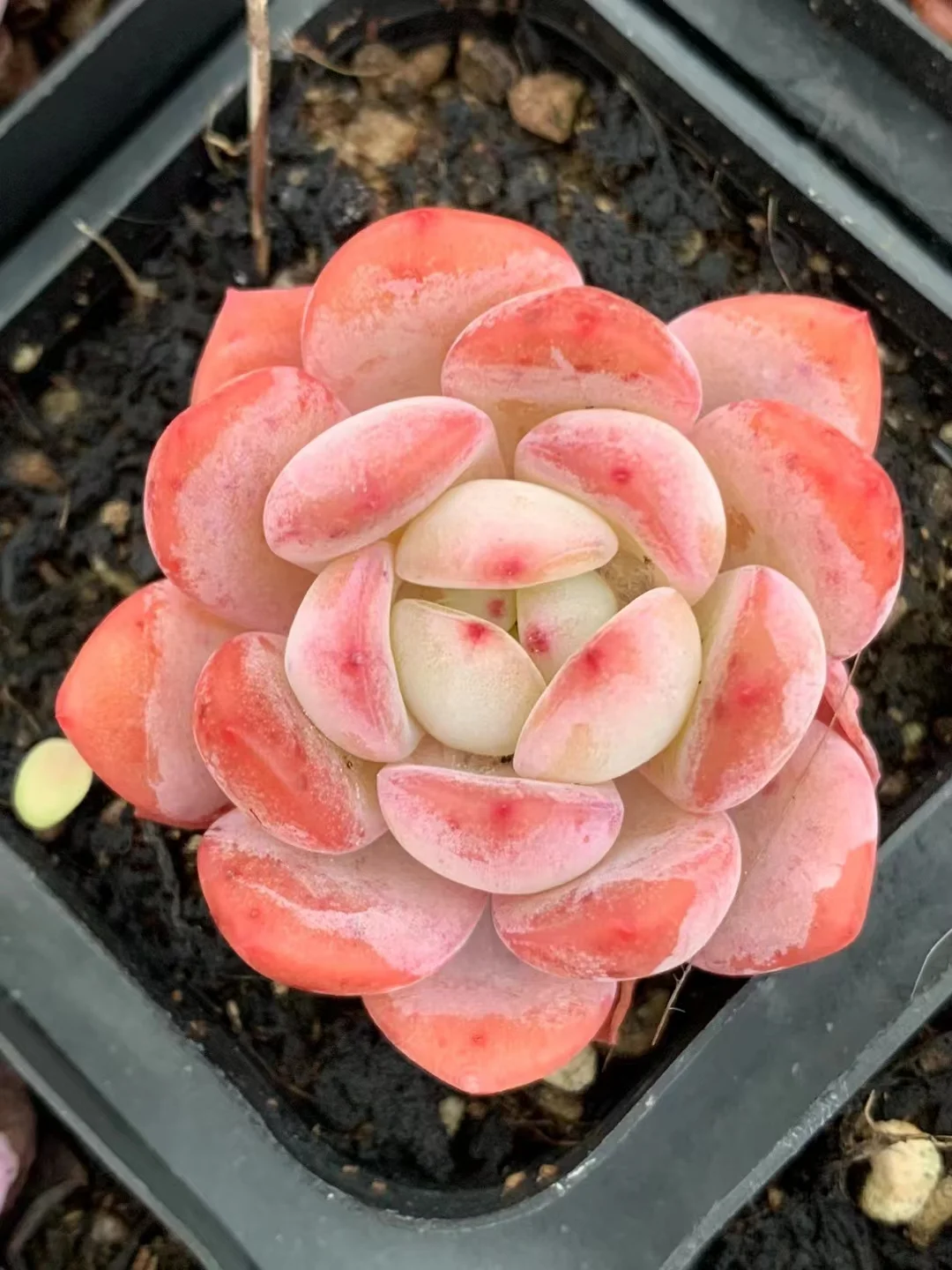 436.Echeveria All star. single head and cluster/ Echeveria / Succulent plants / Garden landscape / Carefully select healthy plants