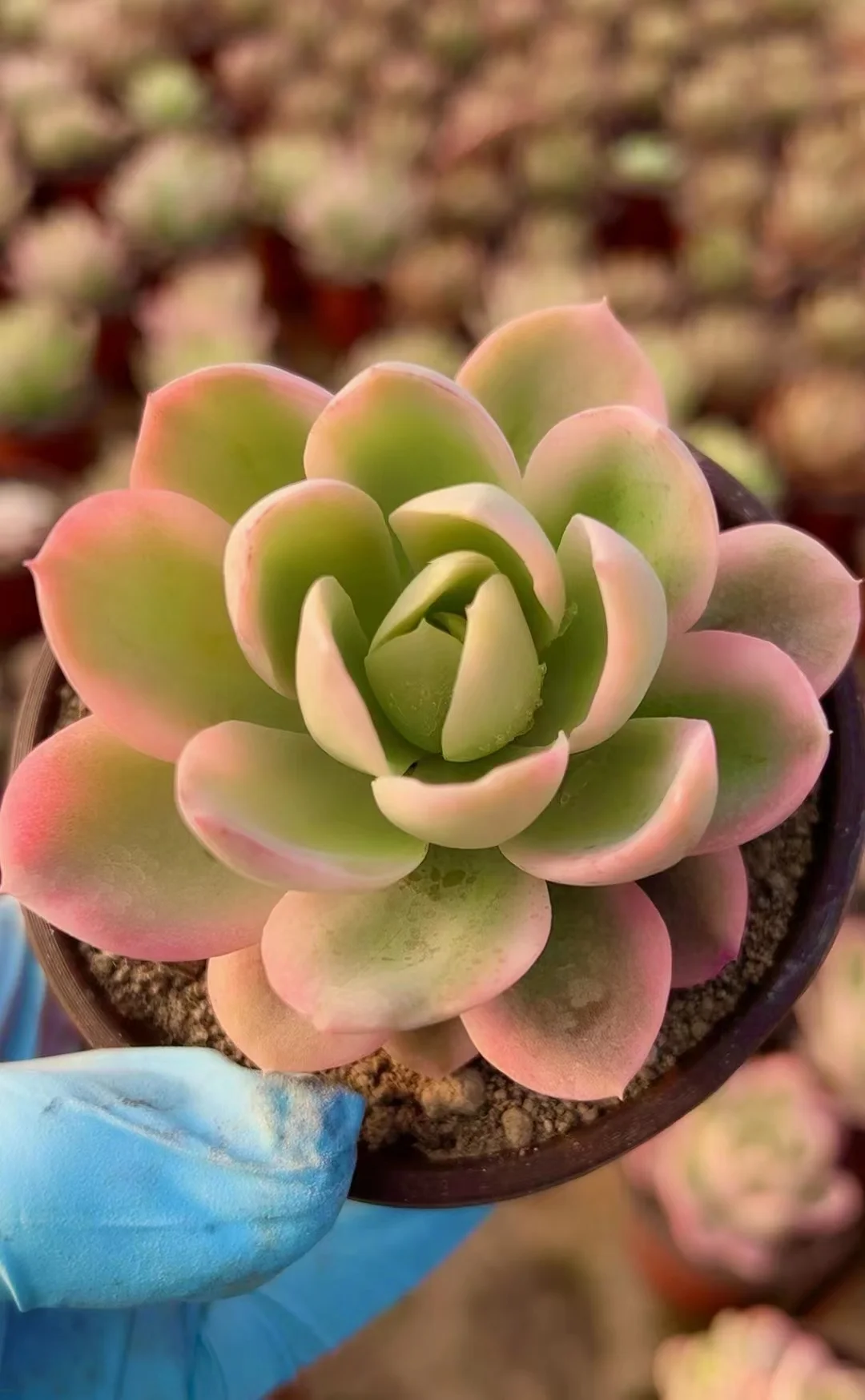 plant Aeonium Echeveria Haworthia  Caudex  Lithops Cactus  Agave 