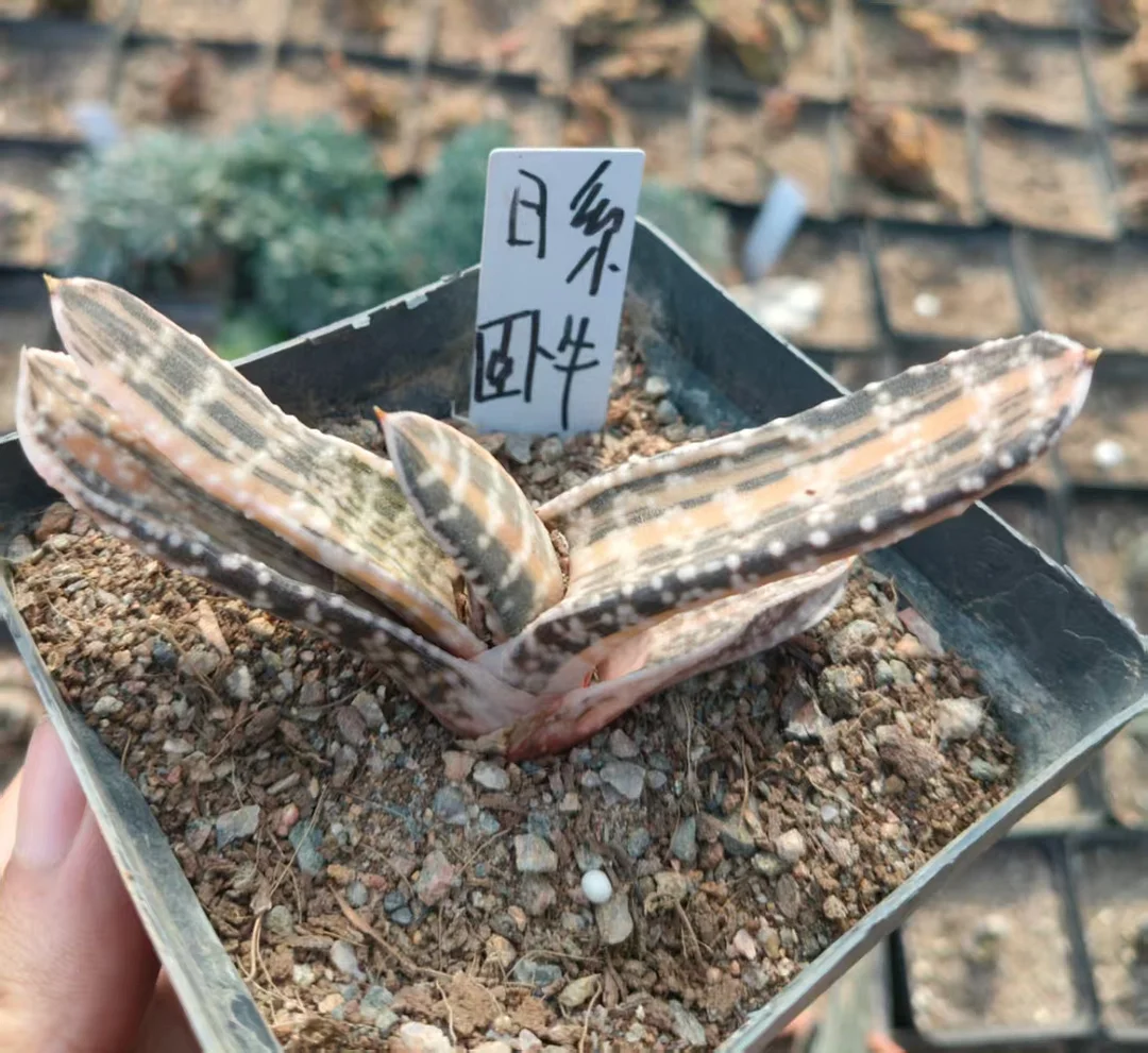 onestock.Japanese Gasteriea armstrongii f.variegata 5cm/ Haworthia/ Succulent plants / Garden landscape / Carefully select healthy plants