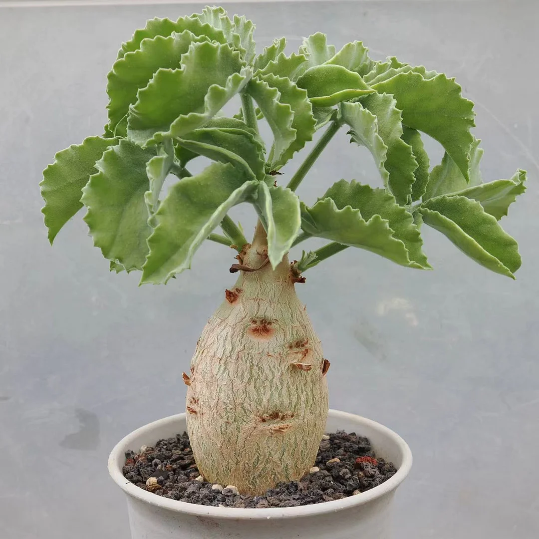 plant Aeonium Echeveria Haworthia  Caudex  Lithops Cactus  Agave 