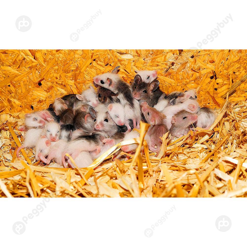 

1000pcs DIY Rat Nest Jigsaw Puzzle Children Adults Toys Animals Art Picture, 501 Original