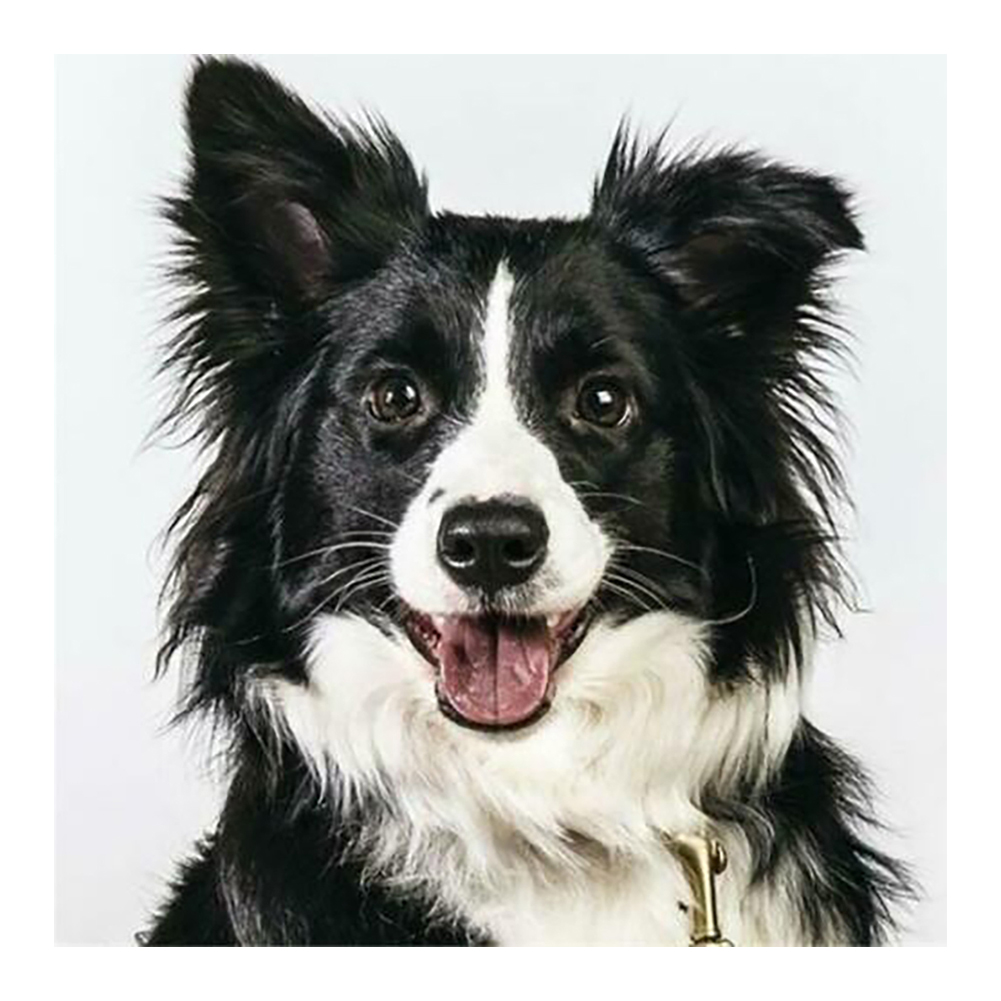 

Border Collie - Round/Square Drill Diamond Painting 30*30CM, Round diamond 30*30cm, 501 Original