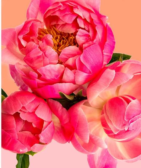 

Petals on Peach – Paint By Numbers - 40*50CM, 501 Original