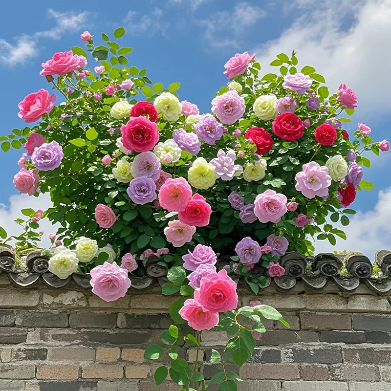 💐Five Color Roses - Climbing Rose🌹