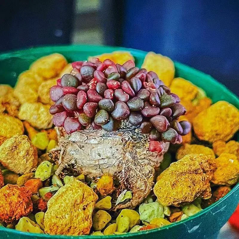 plant Aeonium Echeveria Haworthia  Caudex  Lithops Cactus  Agave 