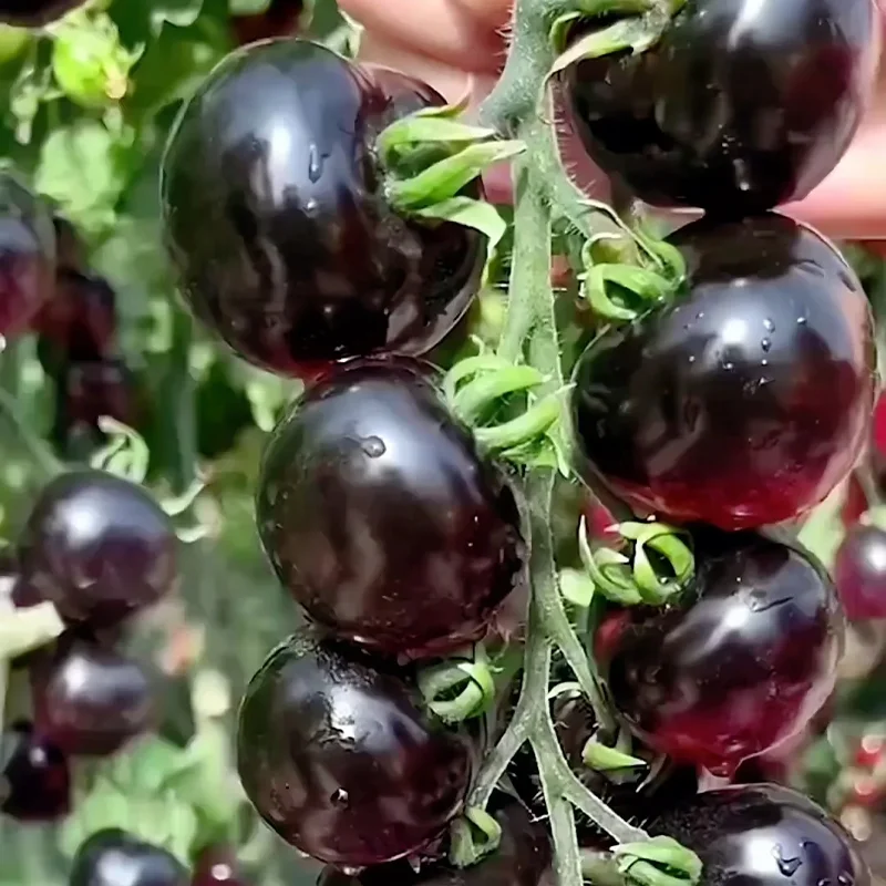 ✨Black Gem Tomato seeds