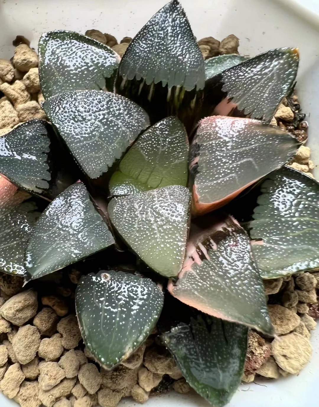 plant Aeonium Echeveria Haworthia  Caudex  Lithops Cactus  Agave 