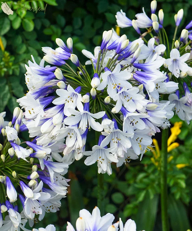 Agapanthus Flower Seeds "Flower of Love"