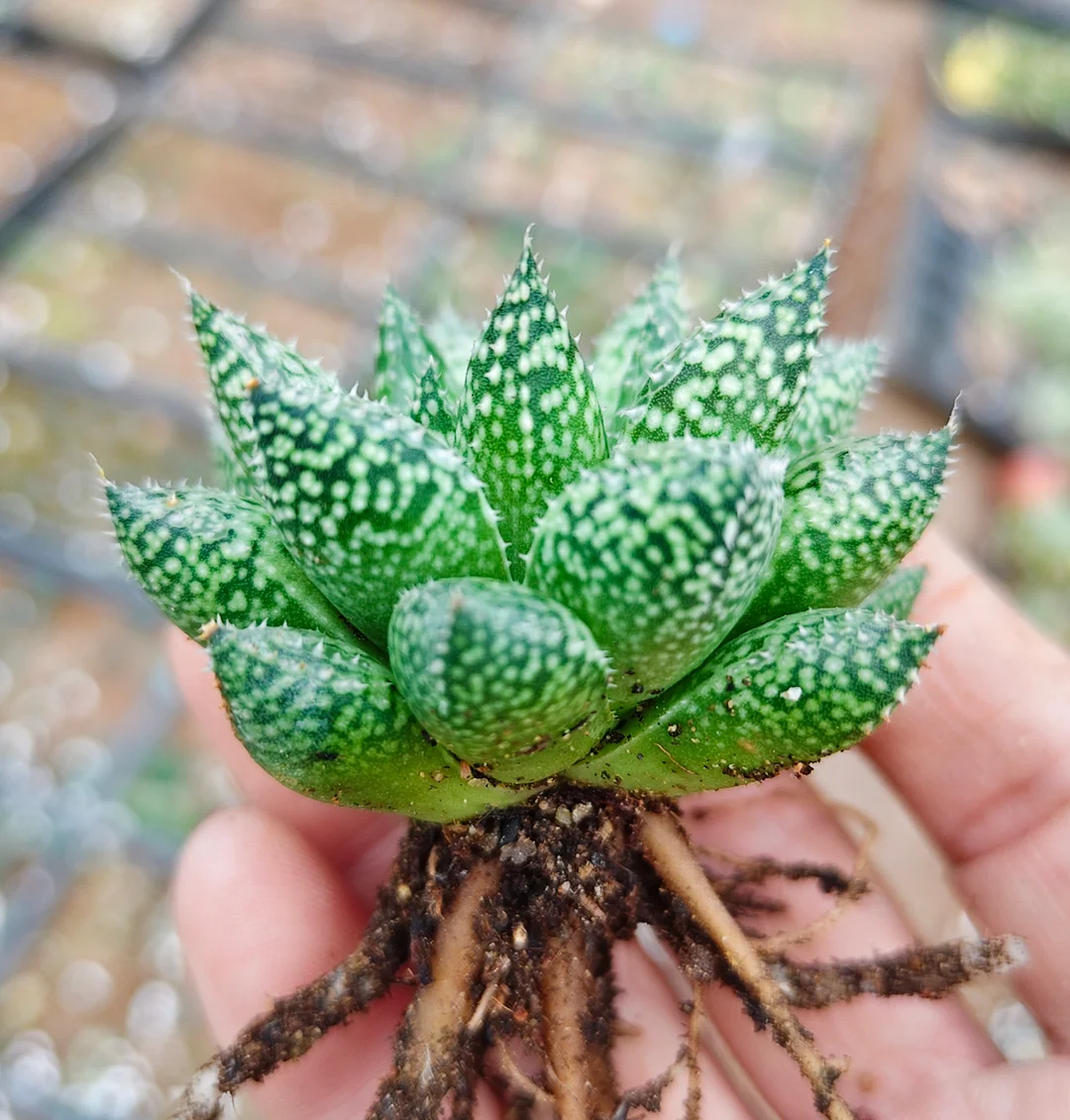 plant Aeonium Echeveria Haworthia  Caudex  Lithops Cactus  Agave 