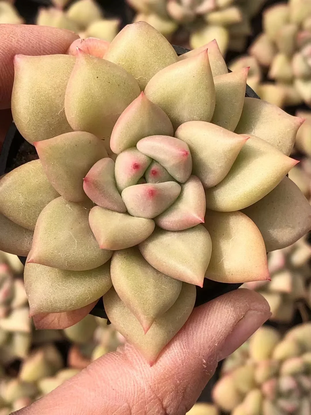 736.   Ivory  single head and cluster / Echeveria / Succulent plants / Garden landscape / Carefully select healthy plants