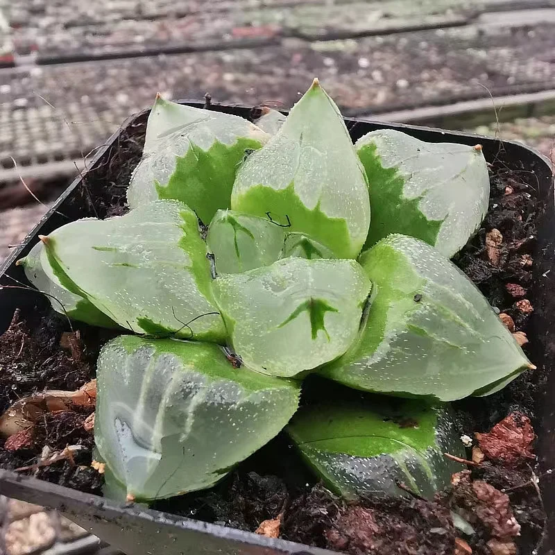 380. Ice city   5-7 cm / Haworthia / Succulent plants / Garden landscape / Carefully select healthy plants