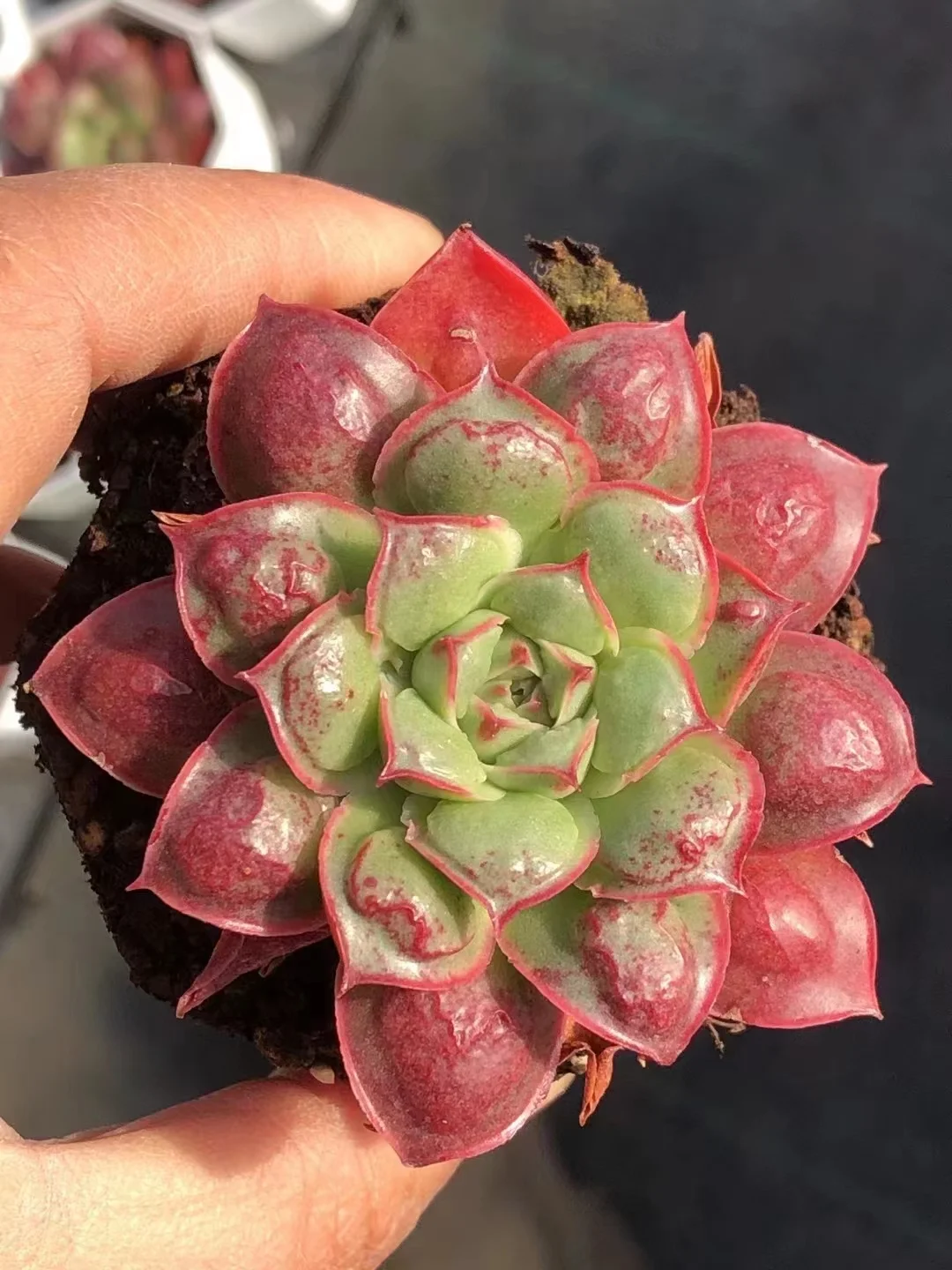 plant Aeonium Echeveria Haworthia  Caudex  Lithops Cactus  Agave 