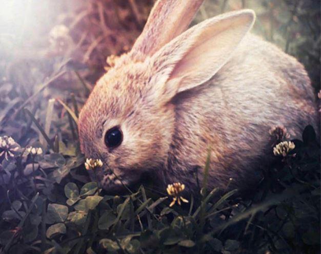 

Domestic Rabbit – Paint By Numbers - 40*50CM, 501 Original