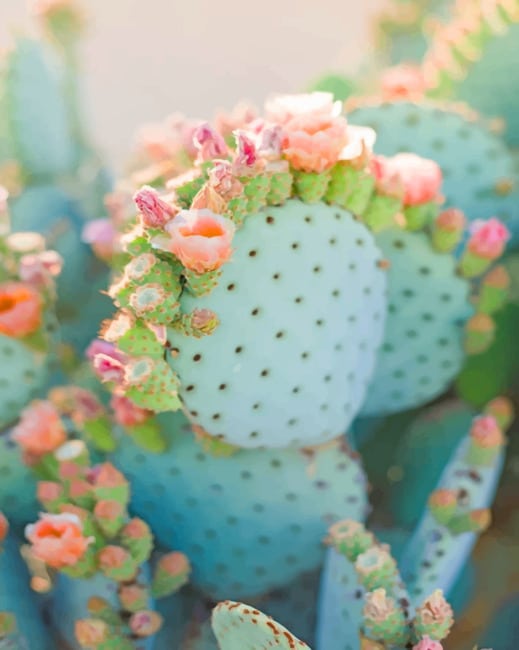 

Light Green Cactus – Paint By Numbers - 40*50CM, 501 Original