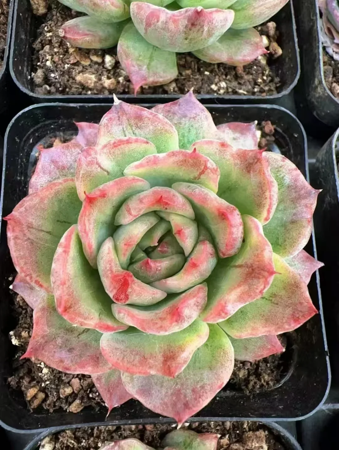 plant Aeonium Echeveria Haworthia  Caudex  Lithops Cactus  Agave 