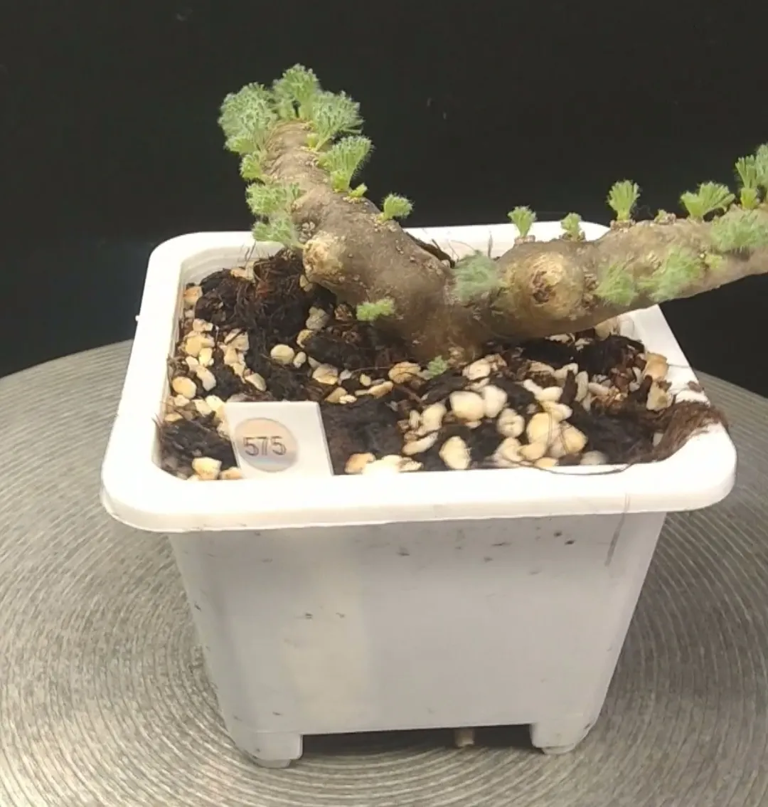 plant Aeonium Echeveria Haworthia  Caudex  Lithops Cactus  Agave 